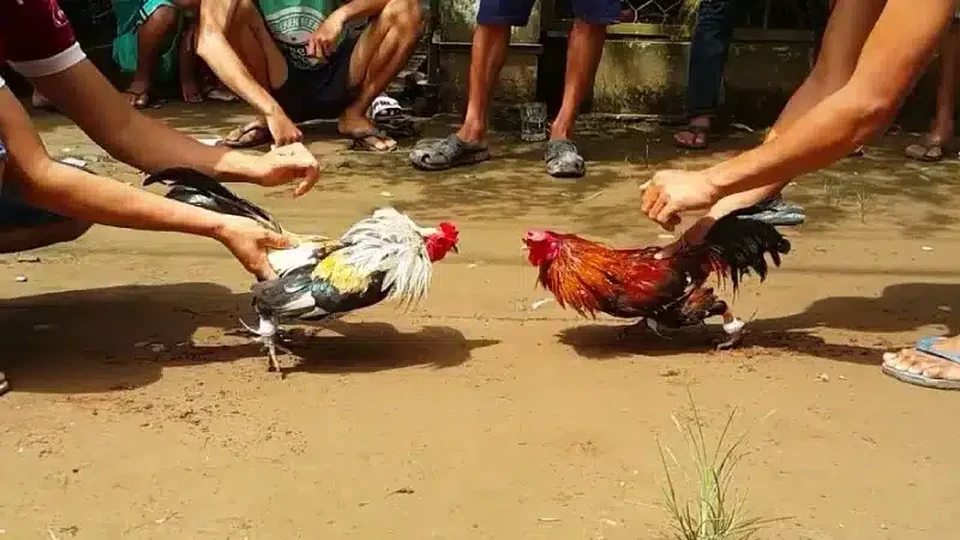 Cộng đồng thành viên Daga88 giao lưu và soi kèo đá gà CPC1 mỗi ngày