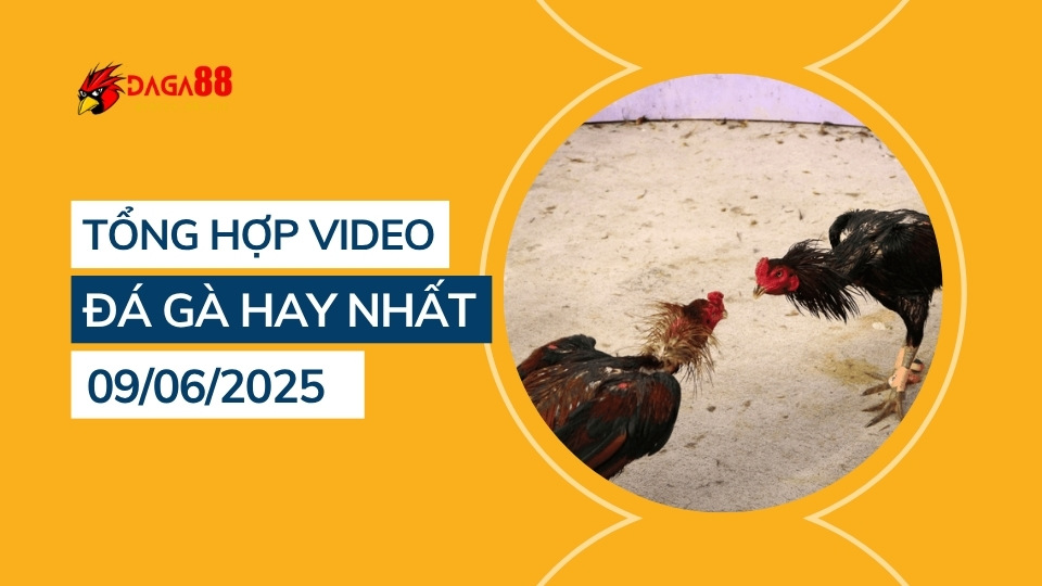 Tổng hợp video đá gà hay nhất 09/06/2025