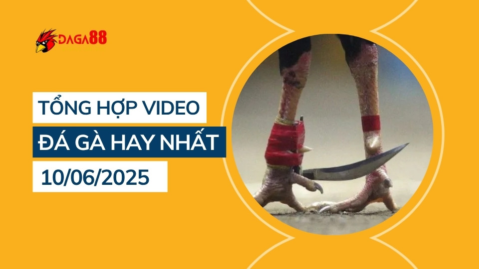 Tổng hợp video đá gà hay nhất 10/06/2025